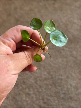 Pilea Peperomioides (Money Plant) Baby Plant